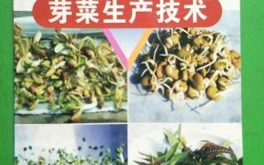 冬日里的那一抹绿：讲讲刺嫩芽反季种植的门道