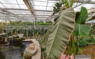 南方大棚种菜，别不信，这几招“土法子”和新科技混着用才真管用！