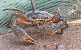 蟹子养殖技术大：从入门到精通的实用宝典