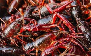 龙虾高密度养殖咋整？这些“硬核”技术让你亩产翻番还不怕病害