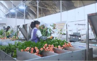 玫瑰滴灌那些事儿：让娇花不再“渴”得慌