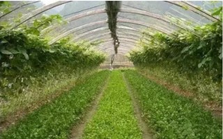 大棚秋葵种植全攻略，手把手教你从入门到高产