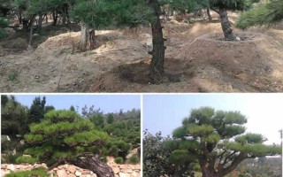 从育苗到造景：黑松培植全攻略