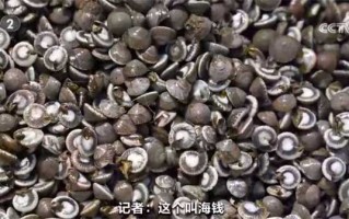 蛤蜊养殖这点事儿，老渔民手把手教你咋弄