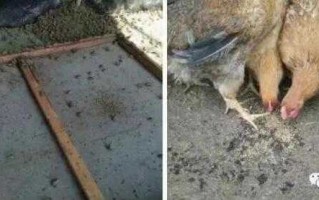 寻找靠谱的蝇蛆养殖技术培训基地，这几个门道你得摸清