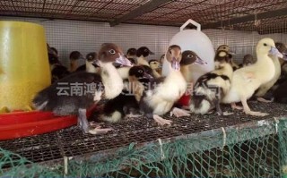 云南火鸭养殖要讲究哪些门道？