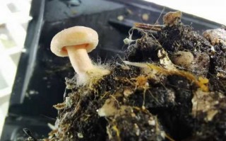 木耳种出新花样，老乡们的日子越过越亮堂