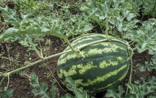 懒汉西瓜种植管理技术秘诀分享