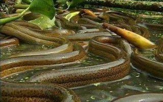 鳝鱼养殖技术路线全解析：从传统网箱到现代工厂的进阶之路