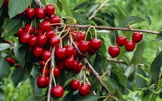 樱桃种植的实用技术与科学管理指南