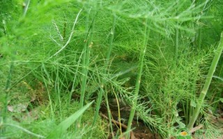 从选对地到养好根：老把式唠唠芦笋怎样种植技术那点实在事儿
