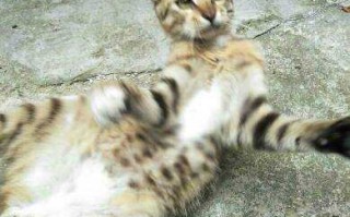 公猫生态养殖：打造健康快乐的猫生环境