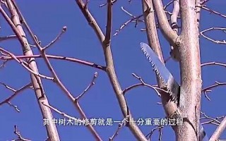 青梅剪枝有诀窍，冬剪夏整产量高