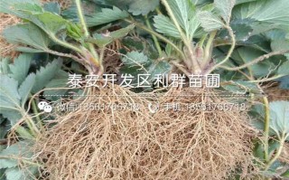 红颜草莓育苗那些事儿，老把式教你避开这些坑