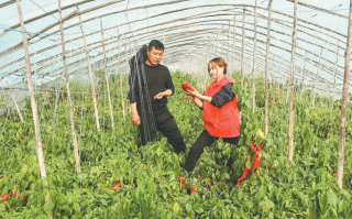 伏天种椒不死苗，老椒农私藏的这些“野路子”才真管用