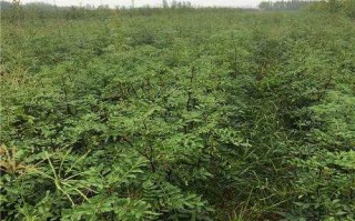 青花椒咋个种才高产？老椒农都不晓得的几个诀窍