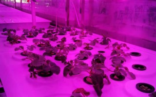 不用泥土种蔬菜？这些视频能让你成为种植高手