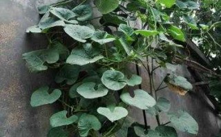 种葫芦不犯难，手把手教你从小白变高手，丰收满架乐开花