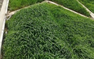 冬闲田里寻“青”宝，手把手教你种好黑麦草