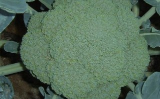 从零开始也能种好西兰花？这些视频藏着你想找的答案
