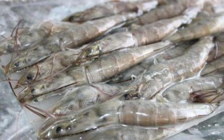养虾先养水？错！先搞懂“南美白虾幼体技术”才是王道，不然苗钱全打水漂！