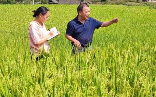 从“眼看手摸”到“天眼地算”：粮食估产技术让咱农民心里更有谱儿了