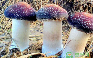 大球盖菇种植技术干货：俺们地里刨出来的这些经验，比看书实在多了！