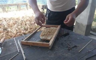 山蜂养殖技术全攻略——从入门到精通的秘诀