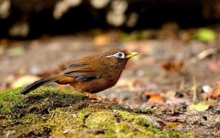 铺画眉技术全解析：从僵硬边框到自然渐变的秘诀