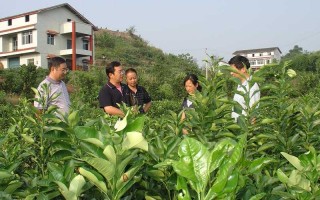 柑橘种得好，技术不能少，这些网上找来的实用招数你试过没？