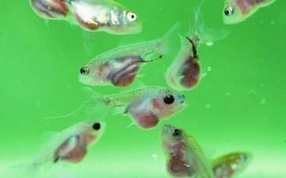 鱼苗繁殖妙招多，老农教你轻松搞