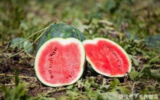 西瓜秧苗“改头换面”的奇妙之旅：老瓜农亲述嫁接技术如何让瓜田起死回生