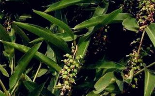 春砂仁种植技术详解：从选地到采收的全程指南