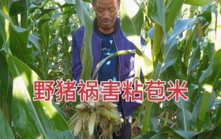 粘玉米种植手艺大公开保你丰收乐开怀