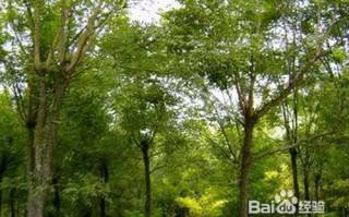 国槐修剪有诀窍，弄错季节白忙活