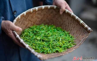 龙井茶栽培手艺全攻略