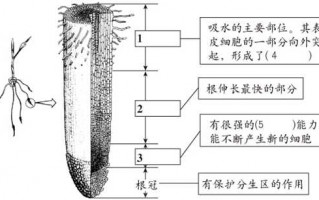根尖片分角线技术，你搞明白了没？